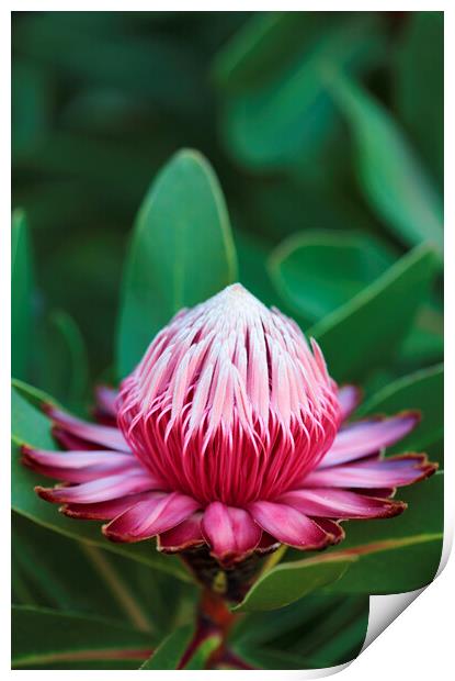 Sugarbush Protea Flower Print by Neil Overy