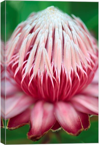 Sugarbush Protea Flower Canvas Print by Neil Overy