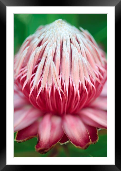 Sugarbush Protea Flower Framed Mounted Print by Neil Overy