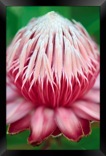 Sugarbush Protea Flower Framed Print by Neil Overy