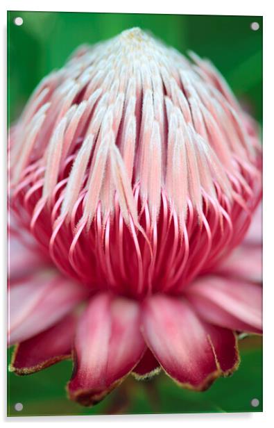 Sugarbush Protea Flower Acrylic by Neil Overy