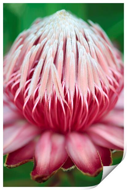 Sugarbush Protea Flower Print by Neil Overy