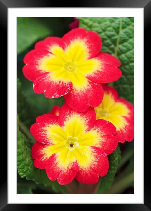 Red and Yellow Primrose Flower Framed Mounted Print by Neil Overy