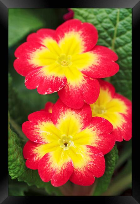 Red and Yellow Primrose Flower Framed Print by Neil Overy