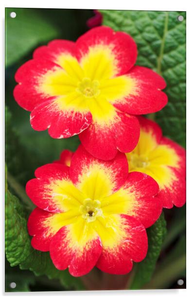 Red and Yellow Primrose Flower Acrylic by Neil Overy