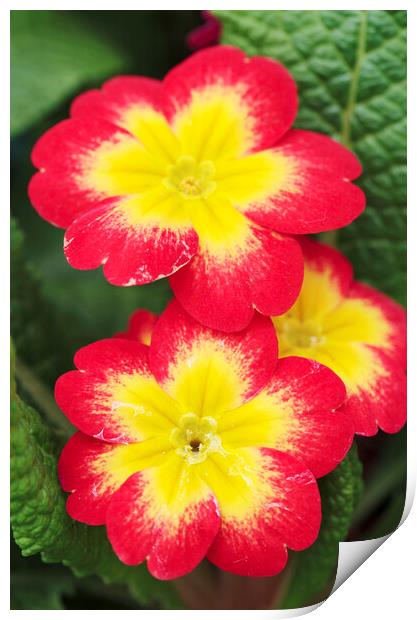 Red and Yellow Primrose Flower Print by Neil Overy