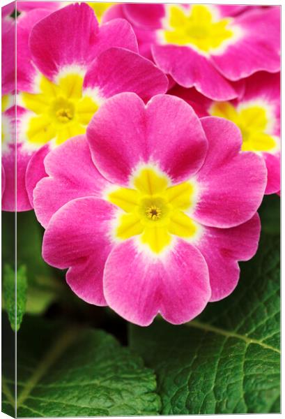 Pink and Yellow Primrose Flower Canvas Print by Neil Overy