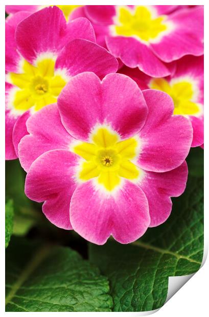 Pink and Yellow Primrose Flower Print by Neil Overy
