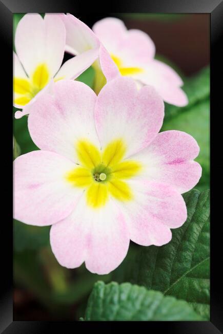 Pink and Yellow Primrose Flower Framed Print by Neil Overy