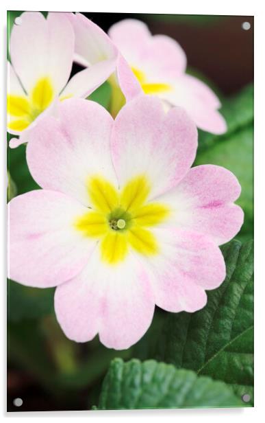 Pink and Yellow Primrose Flower Acrylic by Neil Overy