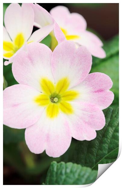Pink and Yellow Primrose Flower Print by Neil Overy