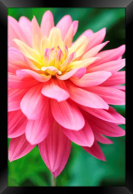 Pink 'Jupiter' Dahlia Flower Framed Print by Neil Overy