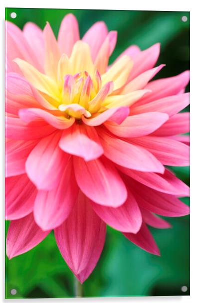 Pink 'Jupiter' Dahlia Flower Acrylic by Neil Overy