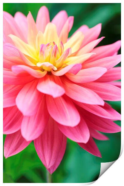Pink 'Jupiter' Dahlia Flower Print by Neil Overy
