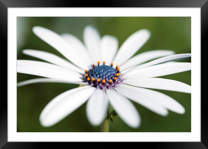 Cape Daisy Flower Framed Mounted Print by Neil Overy