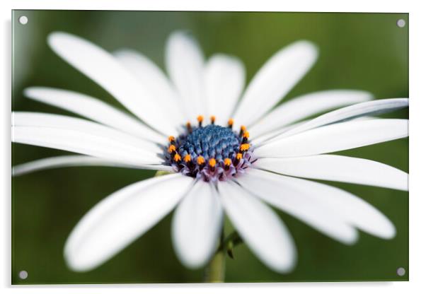 Cape Daisy Flower Acrylic by Neil Overy