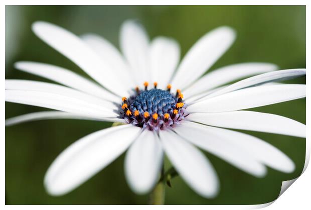 Cape Daisy Flower Print by Neil Overy