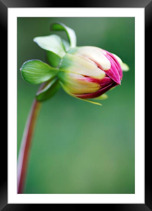 Red Dahlia Flower Bud Opening Framed Mounted Print by Neil Overy