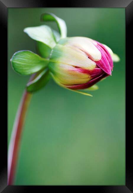 Red Dahlia Flower Bud Opening Framed Print by Neil Overy
