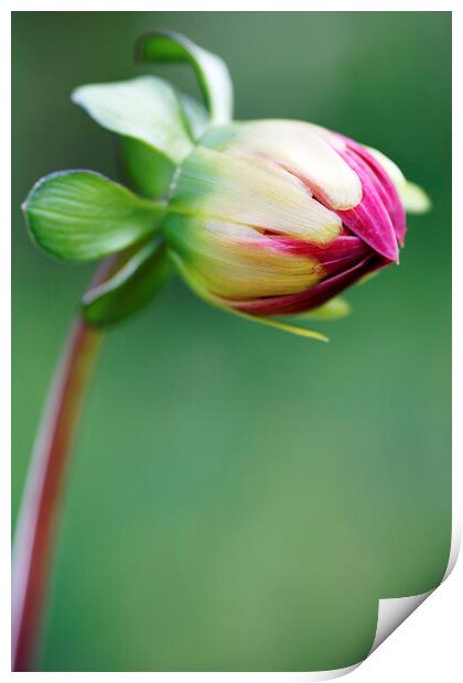 Red Dahlia Flower Bud Opening Print by Neil Overy