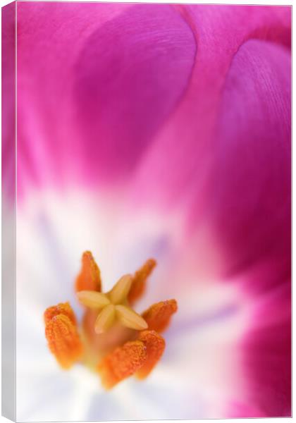 Purple Tulip Macro Canvas Print by Neil Overy