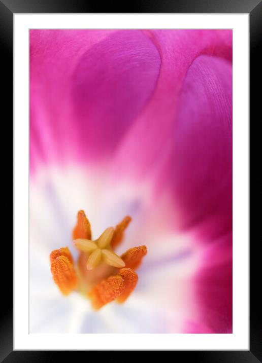 Purple Tulip Macro Framed Mounted Print by Neil Overy