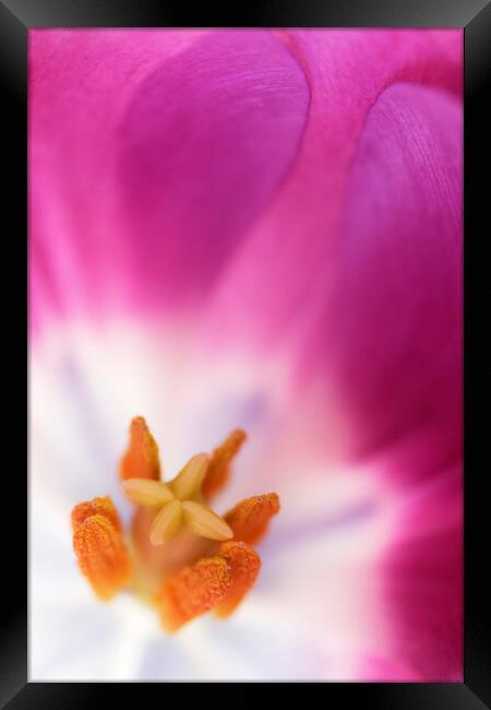 Purple Tulip Macro Framed Print by Neil Overy