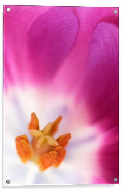 Purple Tulip Macro Acrylic by Neil Overy