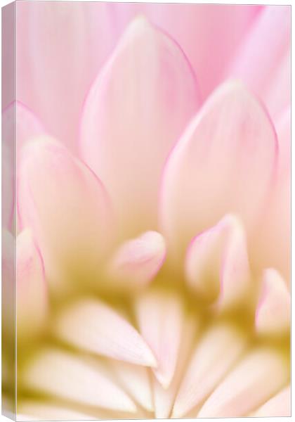 Macro Pink Dahlia Petals Canvas Print by Neil Overy
