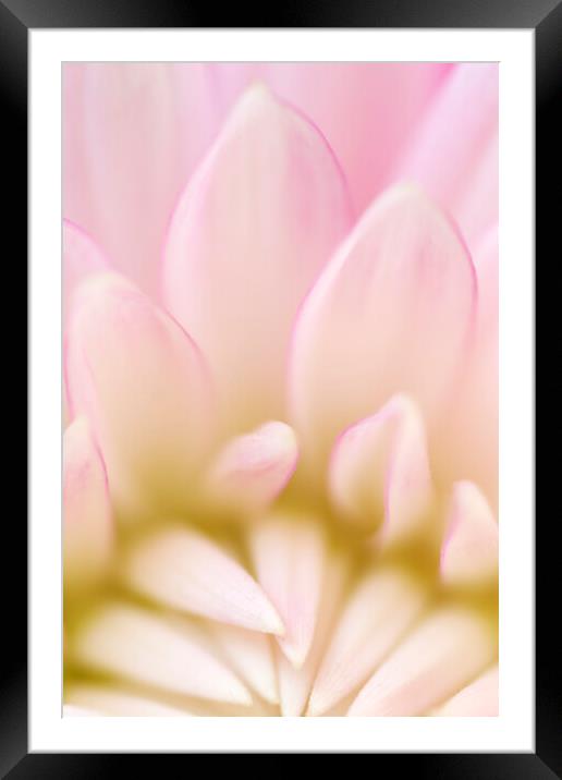 Macro Pink Dahlia Petals Framed Mounted Print by Neil Overy