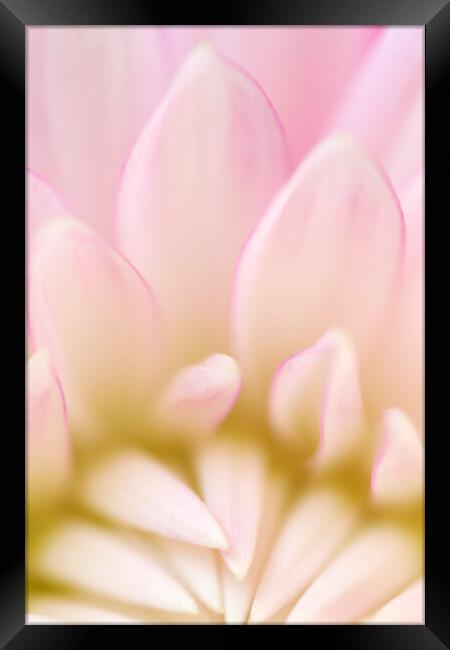 Macro Pink Dahlia Petals Framed Print by Neil Overy
