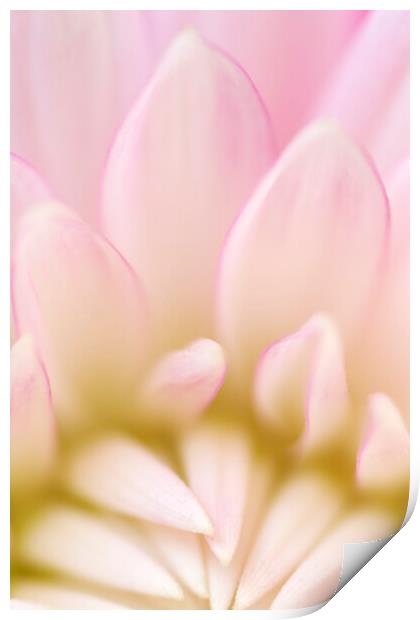 Macro Pink Dahlia Petals Print by Neil Overy