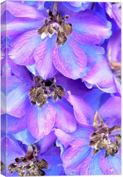 Purple Larkspur Delphinium Flower Canvas Print by Neil Overy