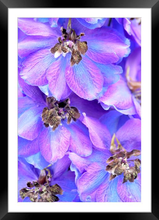 Purple Larkspur Delphinium Flower Framed Mounted Print by Neil Overy
