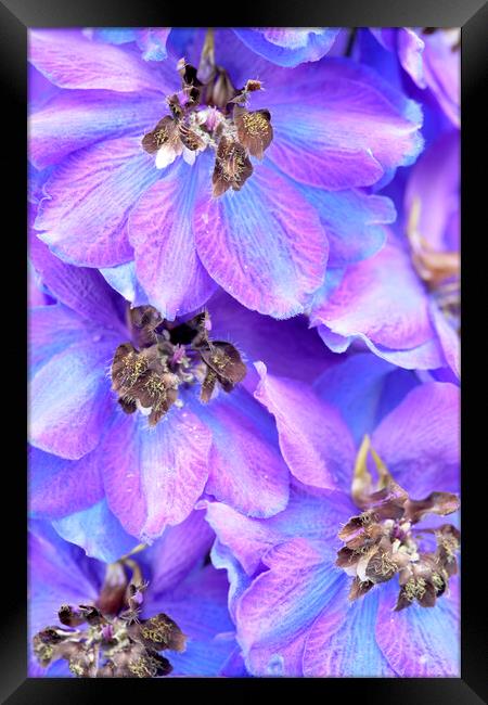 Purple Larkspur Delphinium Flower Framed Print by Neil Overy