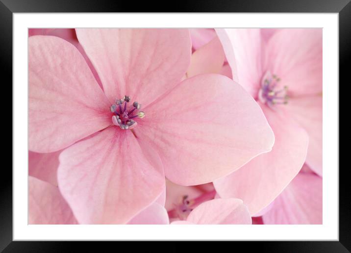 Pink Hydrangea Petals Framed Mounted Print by Neil Overy