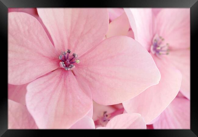 Pink Hydrangea Petals Framed Print by Neil Overy