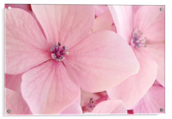 Pink Hydrangea Petals Acrylic by Neil Overy