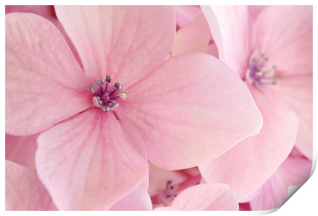 Pink Hydrangea Petals Print by Neil Overy