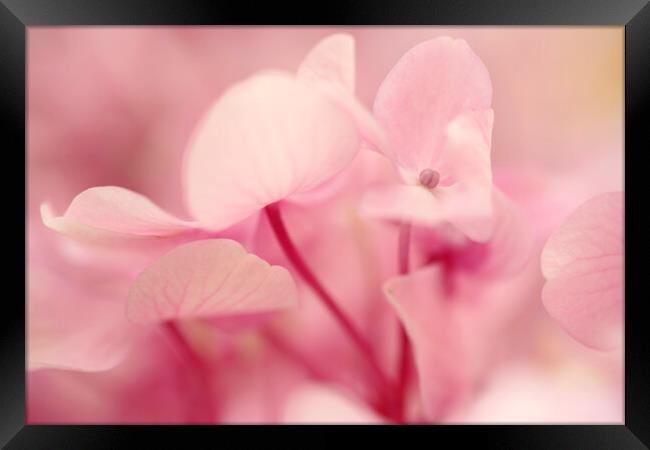 Pink Hydrangea Flower Petals Framed Print by Neil Overy