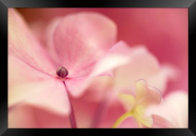 Pink Hydrangea Flower Petals Framed Print by Neil Overy