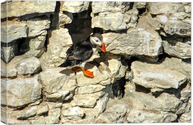 Puffin on cliff face  Canvas Print by Jon Fixter