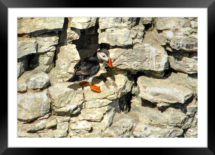 Puffin on cliff face  Framed Mounted Print by Jon Fixter