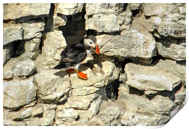 Puffin on cliff face  Print by Jon Fixter
