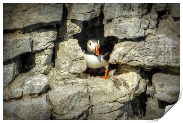 Puffin at home Print by Jon Fixter