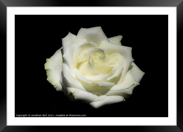White Rose #1 Framed Mounted Print by Jonathan Bird