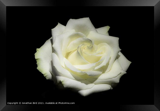 White Rose #1 Framed Print by Jonathan Bird