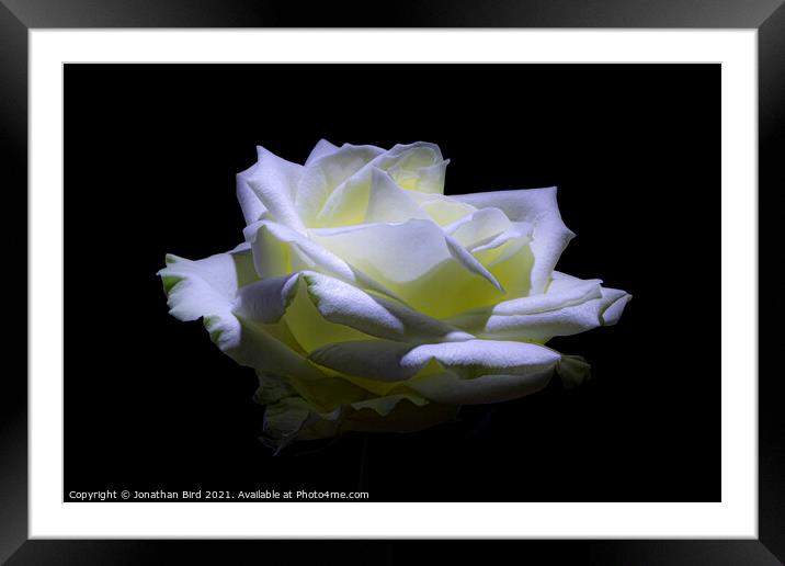 White Rose #2 Framed Mounted Print by Jonathan Bird