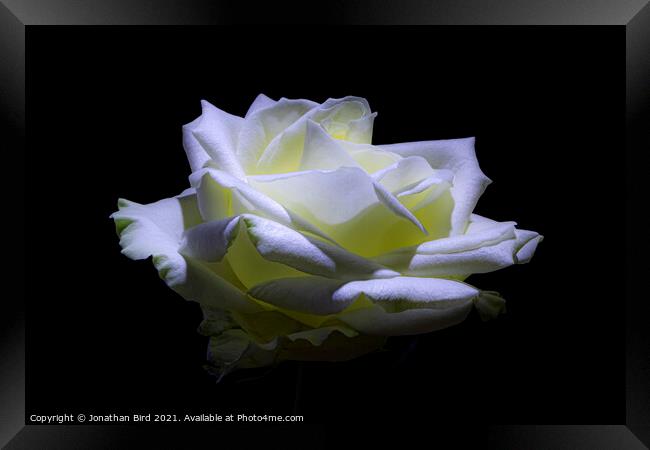 White Rose #2 Framed Print by Jonathan Bird