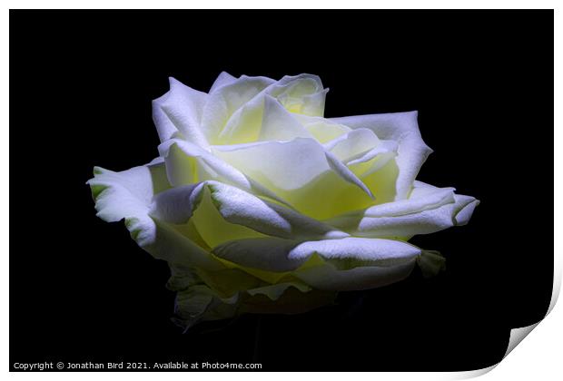 White Rose #2 Print by Jonathan Bird